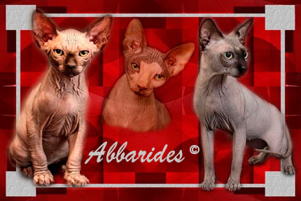 www.abbarides.com : Elevage de chat persan et sphynx.